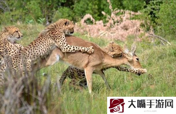 大肉大捧一进一出视频来了